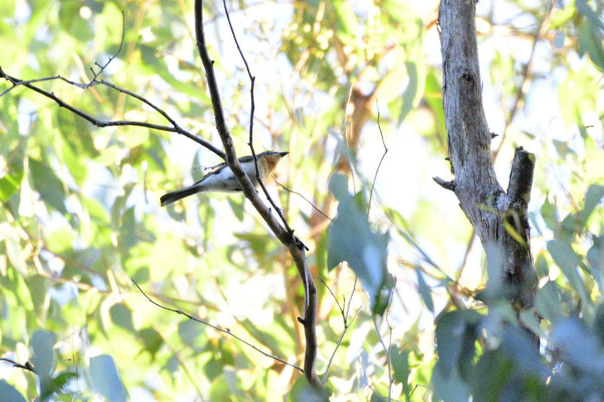 Satin Flycatcher - ML620041411