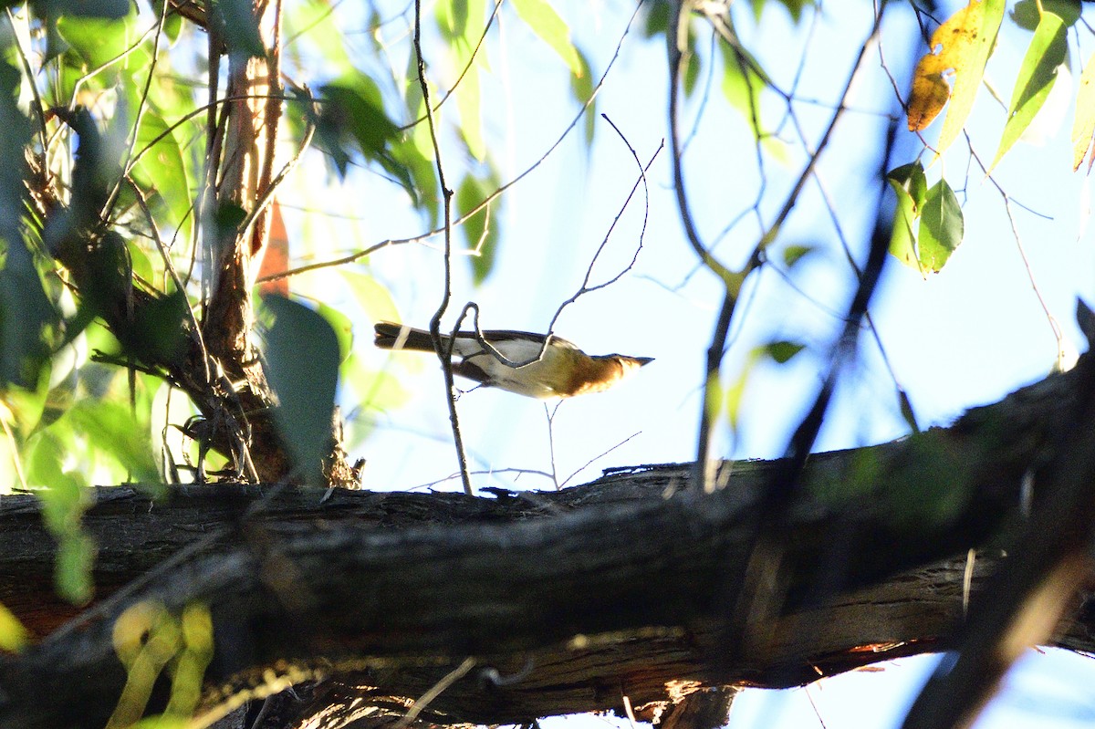 Satin Flycatcher - ML620041412