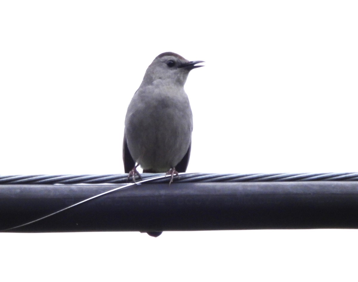 Gray Catbird - ML620041414