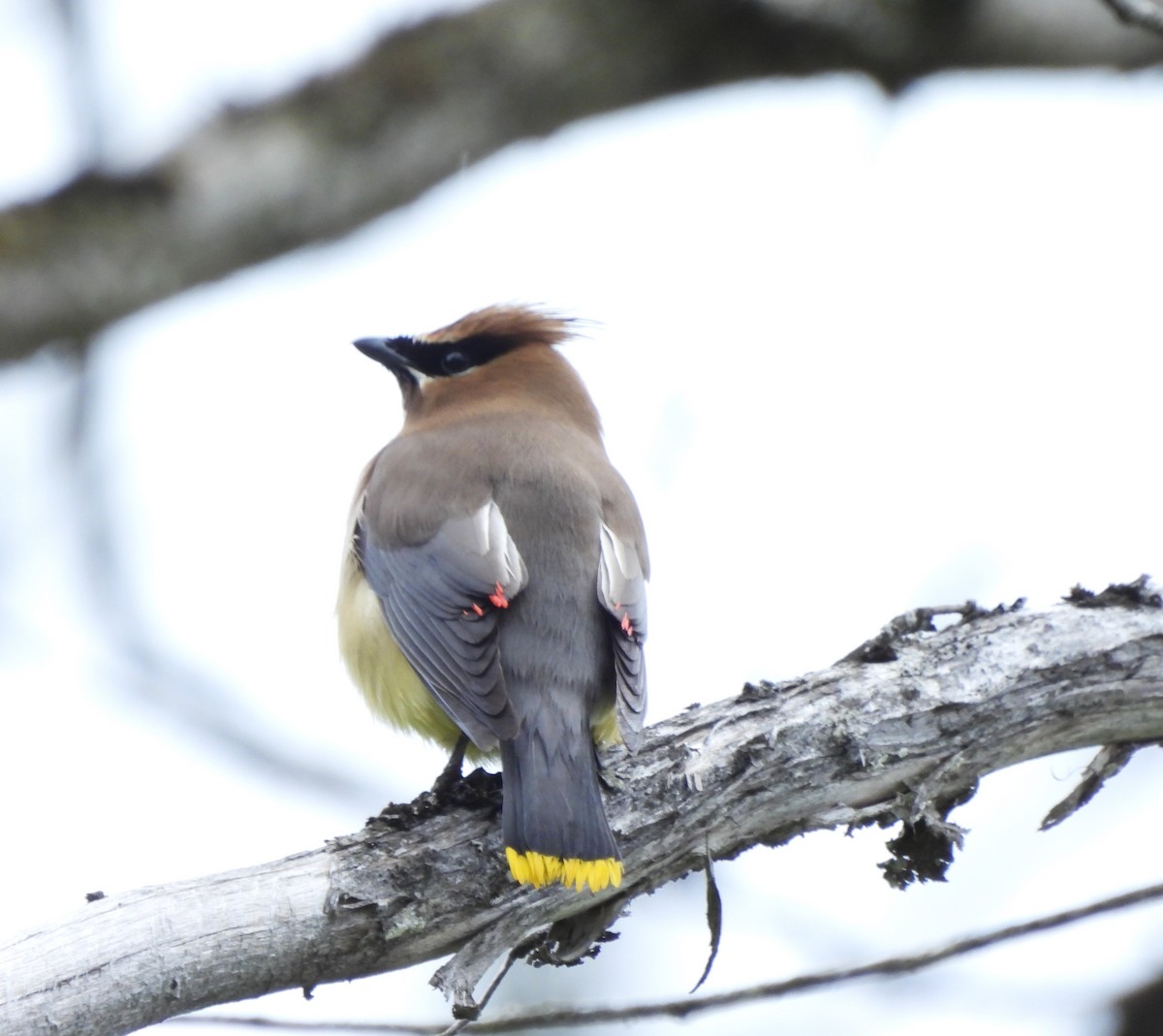 Cedar Waxwing - ML620041422