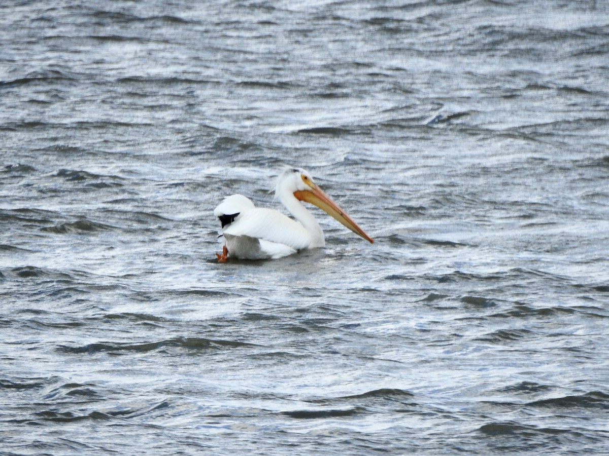 pelikán severoamerický - ML620041443