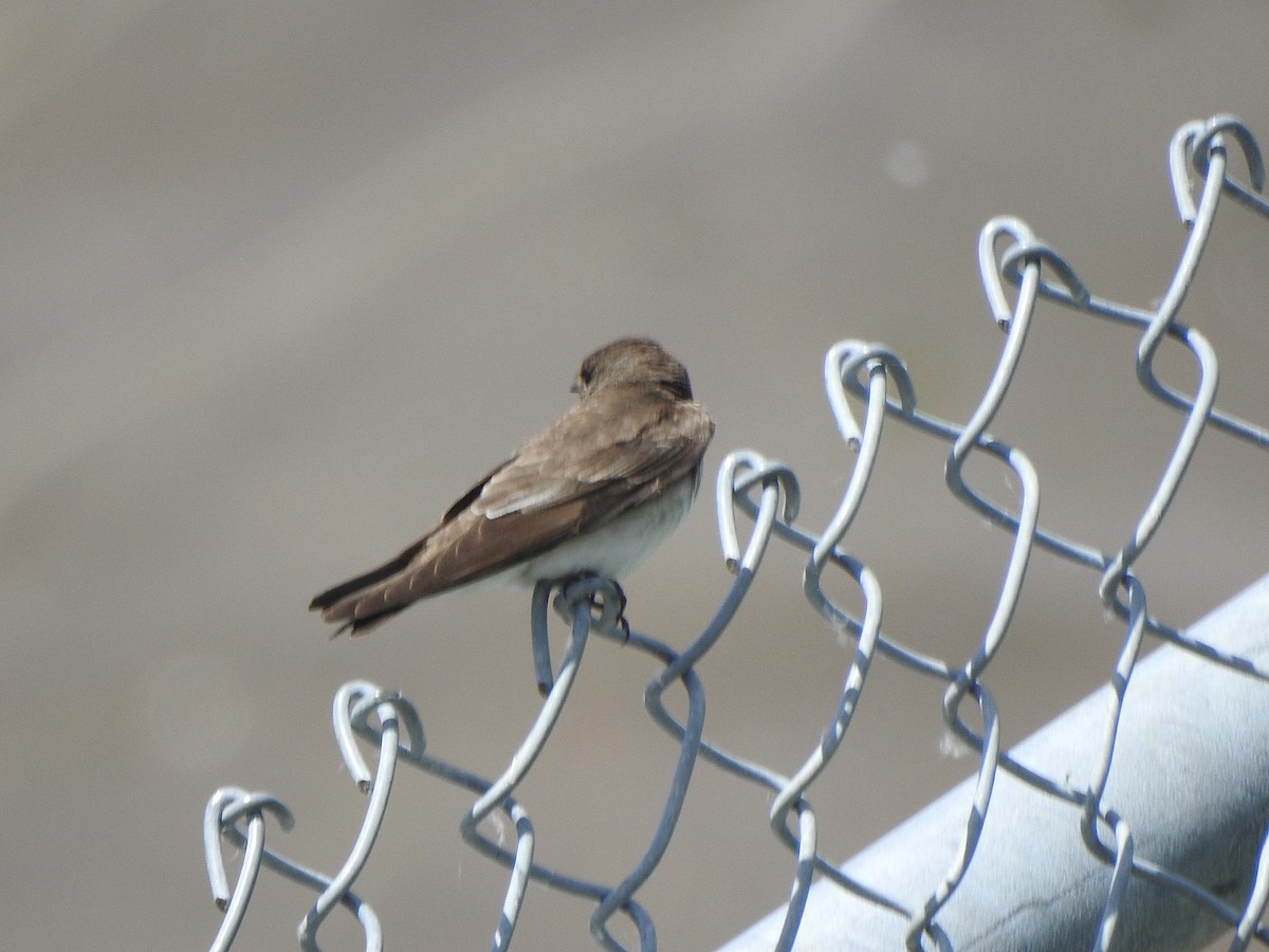 Northern Rough-winged Swallow - ML620041445