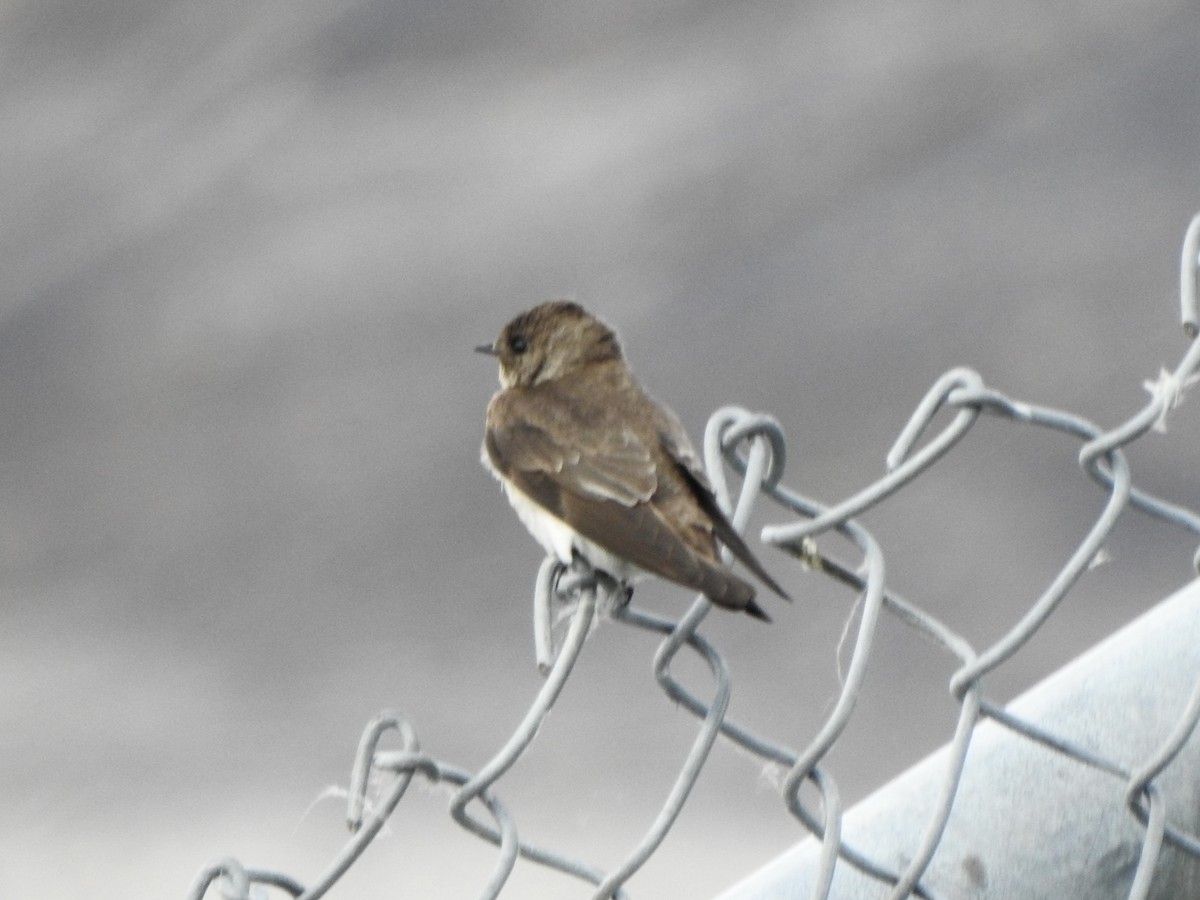 Golondrina Aserrada - ML620041452