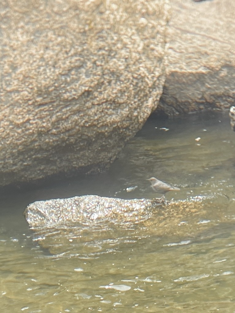 American Dipper - ML620041454