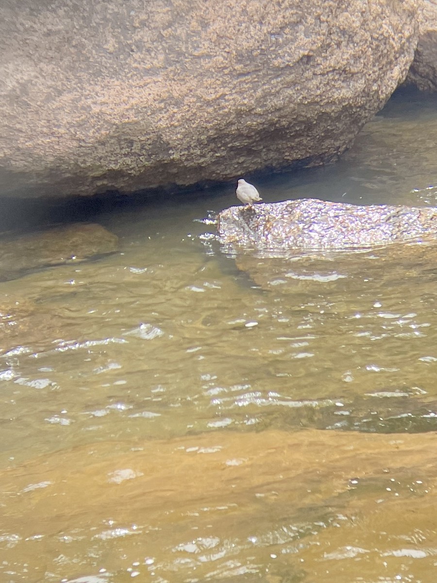 American Dipper - ML620041455