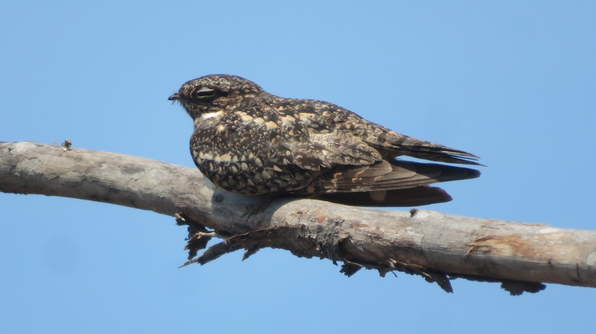 Lesser Nighthawk - ML620041462