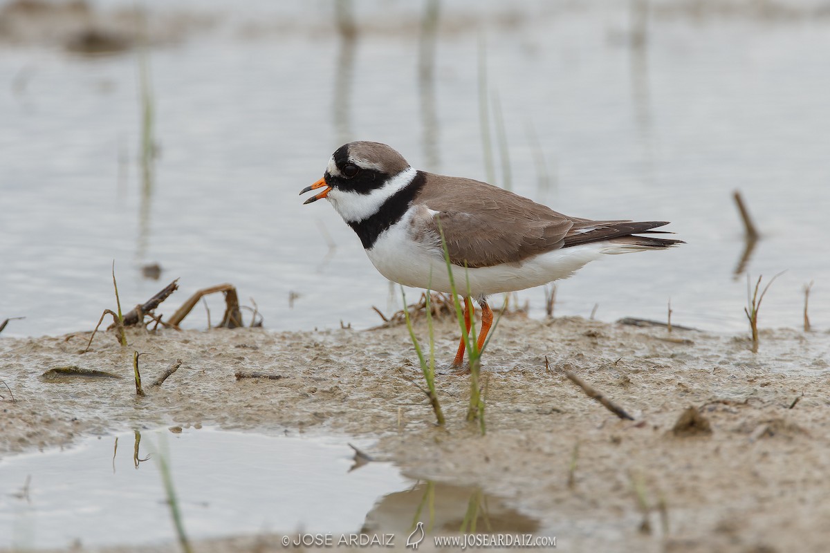 Common Ringed Plover - ML620041497
