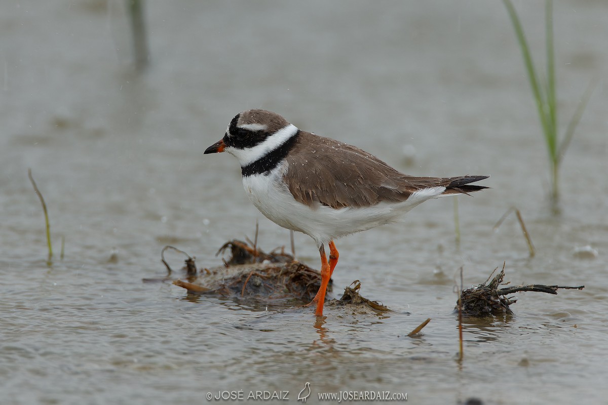 Common Ringed Plover - ML620041509