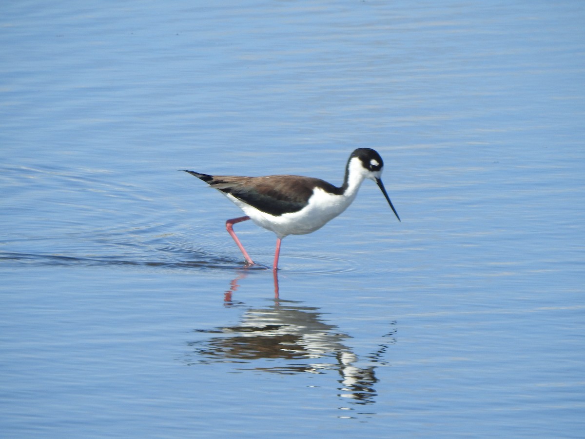 Black-necked Stilt - ML620041532