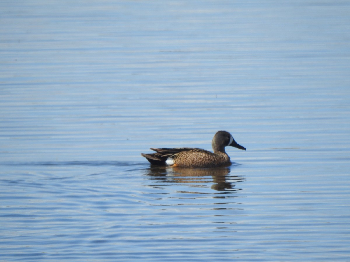 Blue-winged Teal - ML620041535