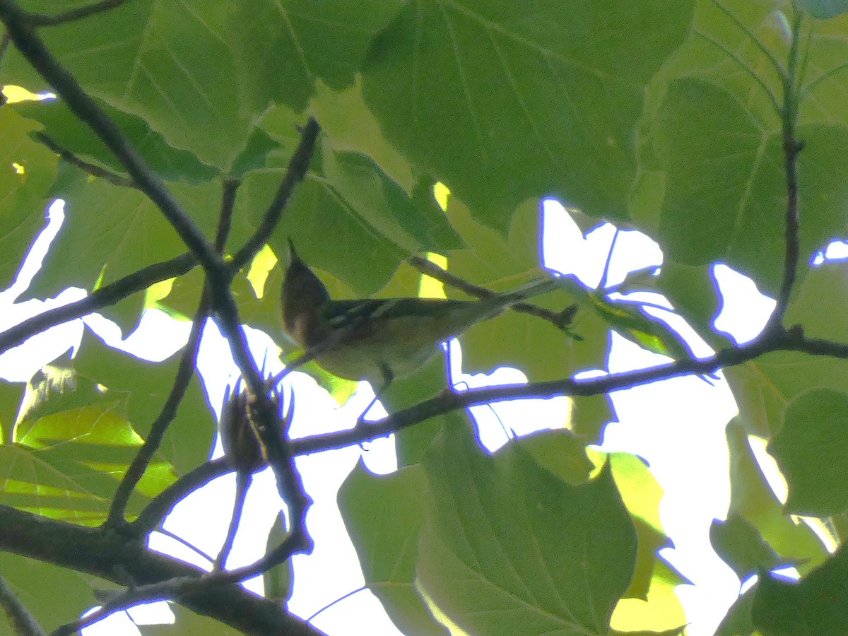 Bay-breasted Warbler - ML620041546