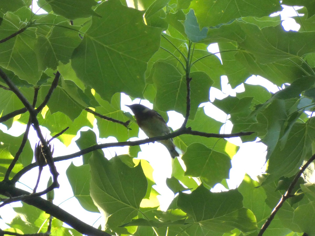 Bay-breasted Warbler - Luke Knutson