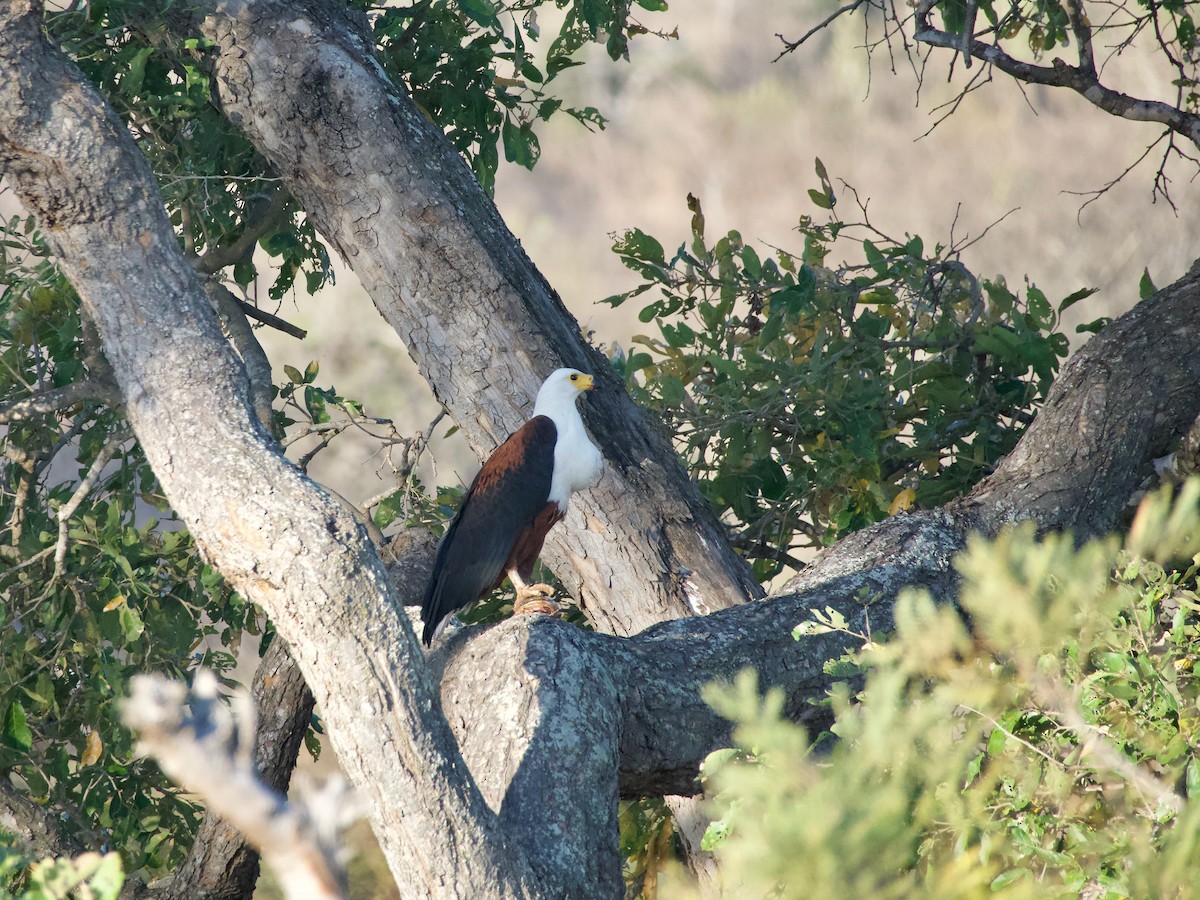 African Fish-Eagle - ML620041557