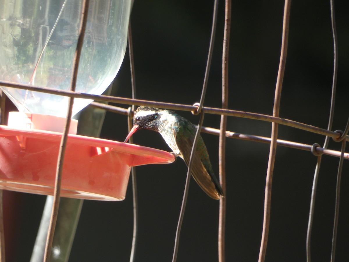 White-eared Hummingbird - ML620041561