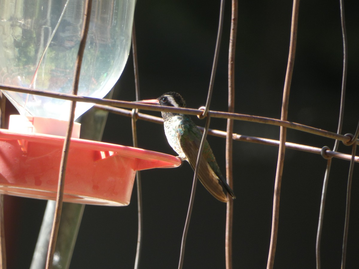 kolibřík bělouchý - ML620041566