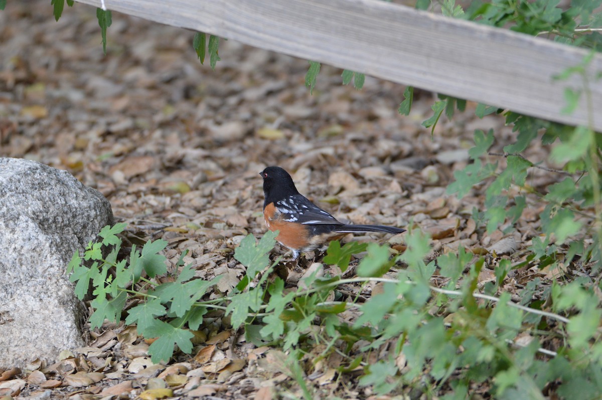 Spotted Towhee - ML620041569