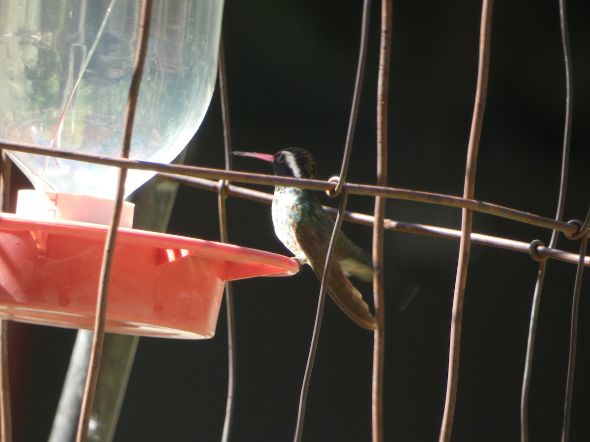kolibřík bělouchý - ML620041573