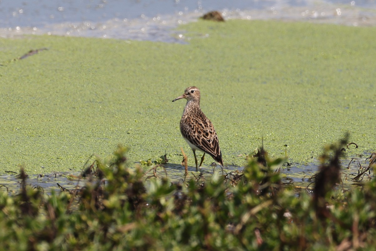 Pectoral Sandpiper - ML620041589