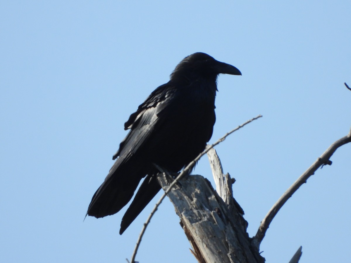 Common Raven - ML620041608