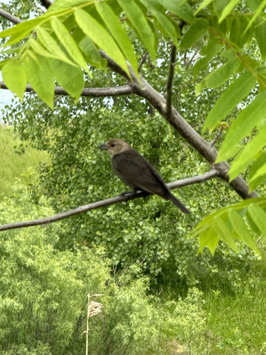 Brown-headed Cowbird - ML620041610