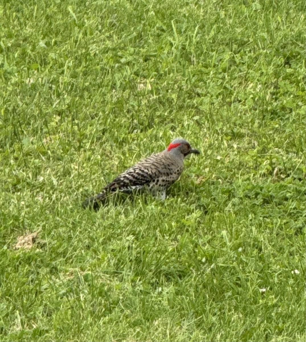 Northern Flicker - ML620041614