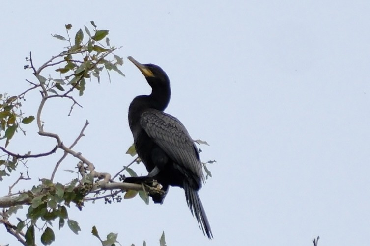 Neotropic Cormorant - ML620041617