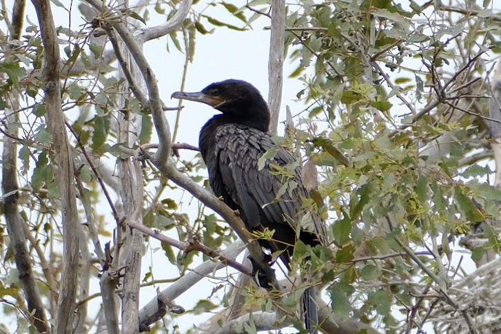 Neotropic Cormorant - Oliver Huang