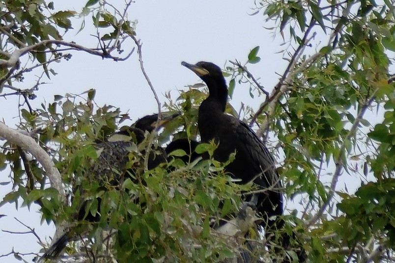 Neotropic Cormorant - ML620041619