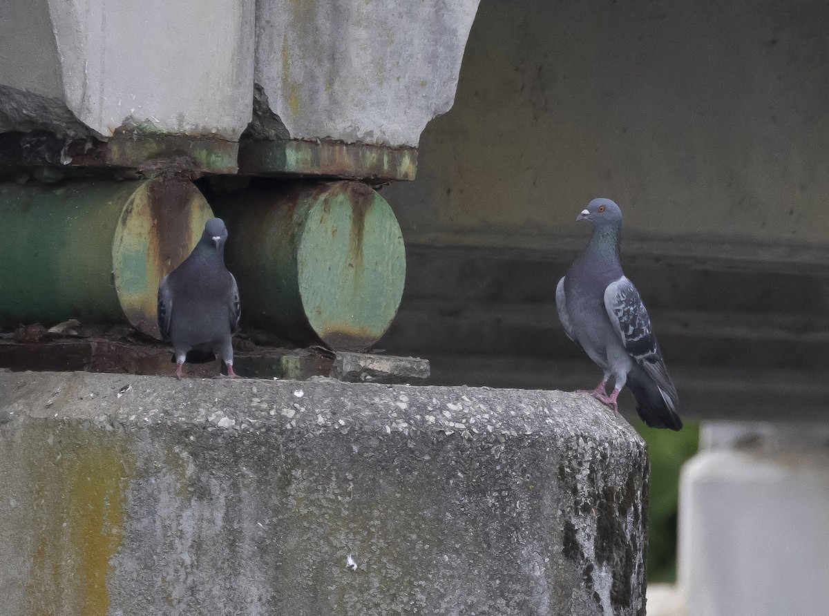 Rock Pigeon (Feral Pigeon) - ML620041630