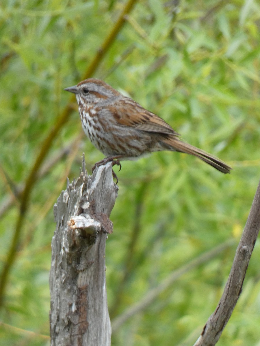 Song Sparrow - ML620041658