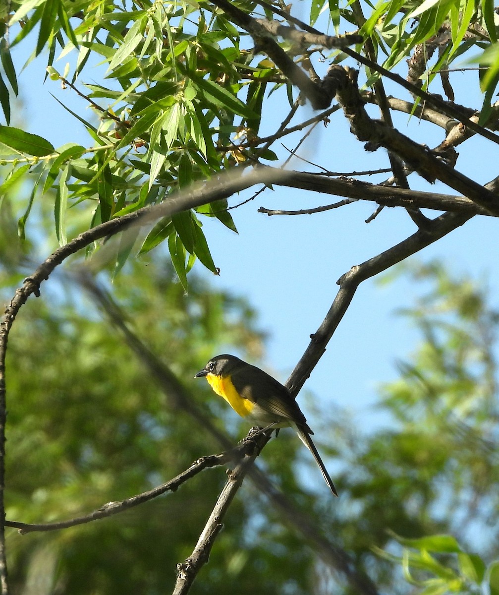 Yellow-breasted Chat - ML620041664