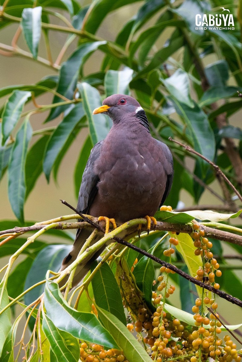 Band-tailed Pigeon - ML620041668