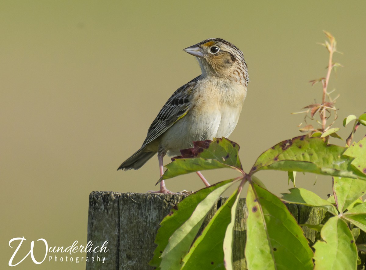 Grasshopper Sparrow - ML620041670