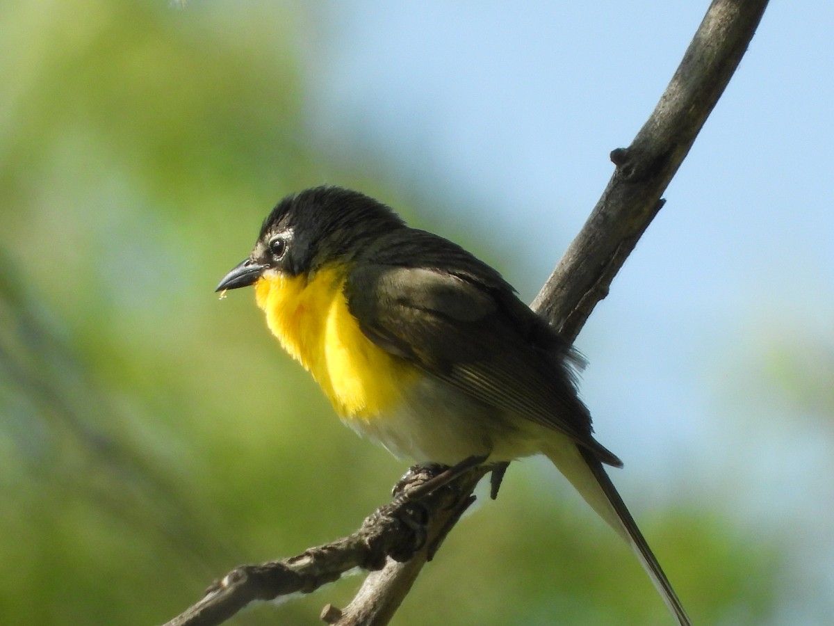 Yellow-breasted Chat - ML620041674
