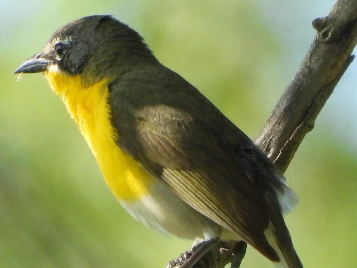 Yellow-breasted Chat - ML620041677