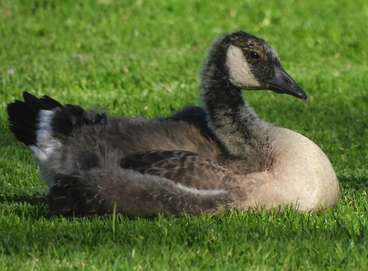 Canada Goose - ML620041684