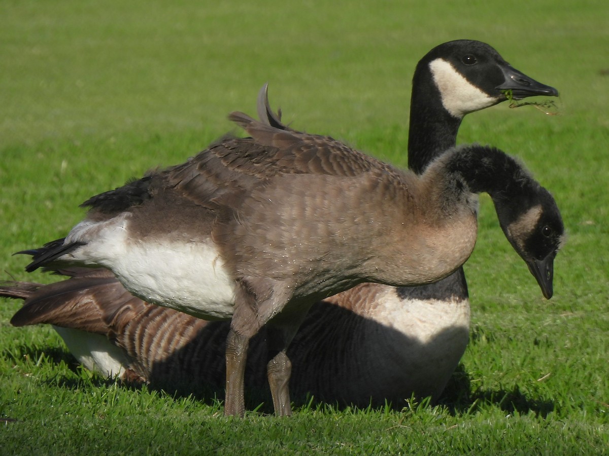 Canada Goose - ML620041685