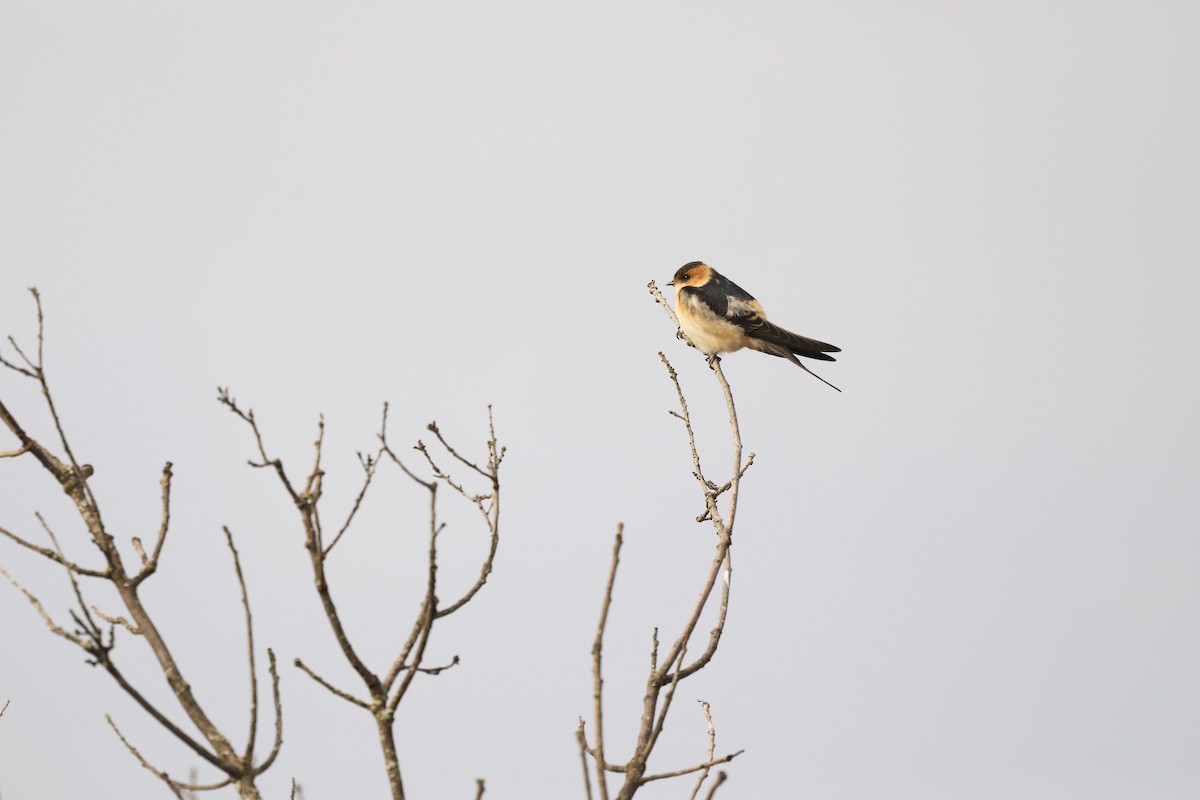 Red-rumped Swallow - ML620041692