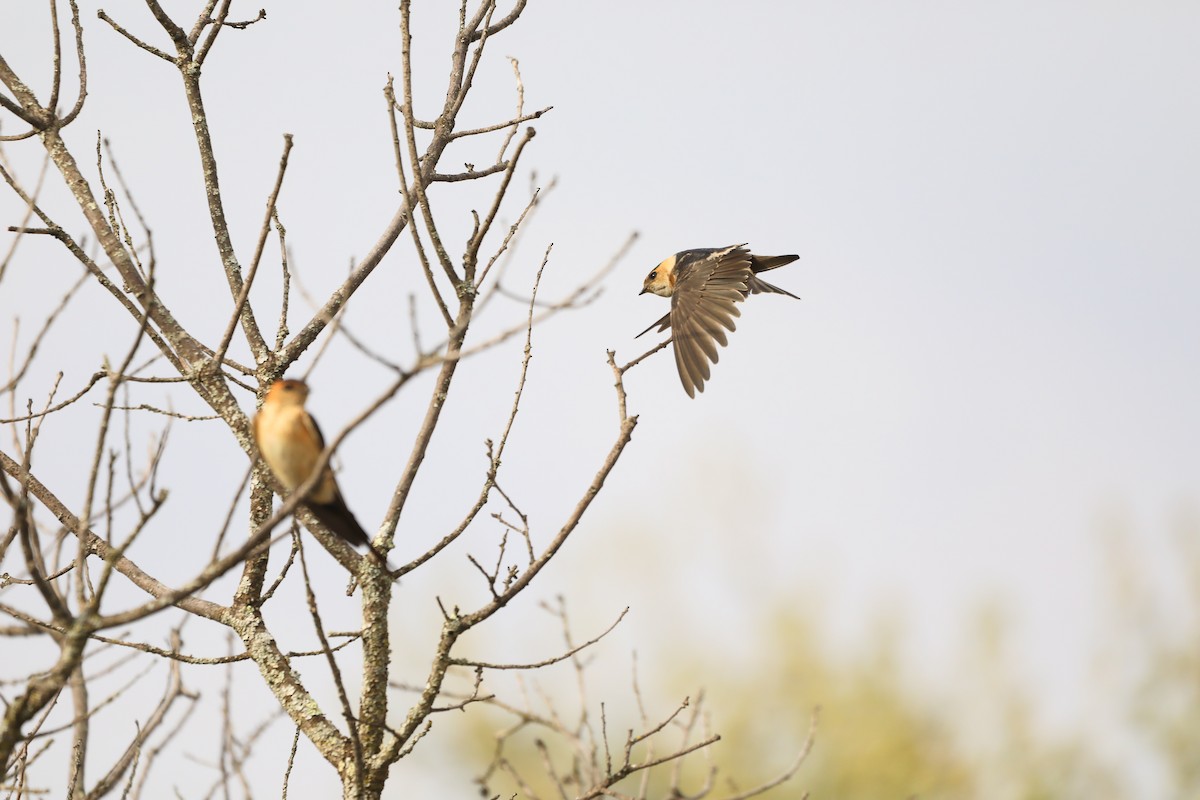 Red-rumped Swallow - ML620041698