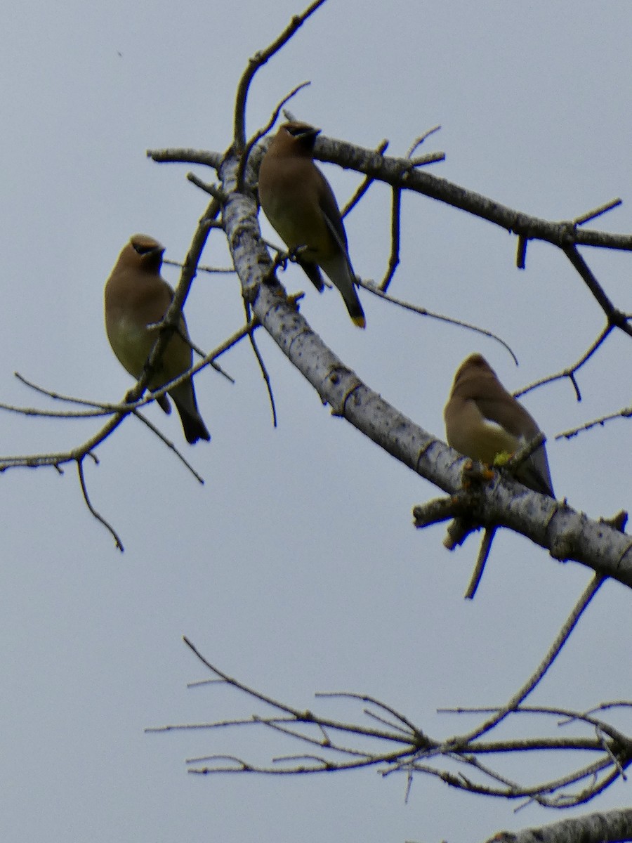 Cedar Waxwing - ML620041701