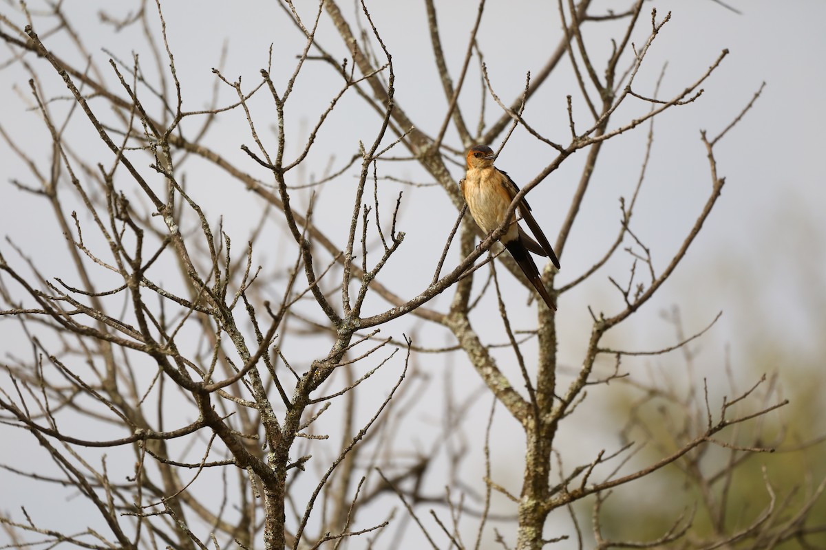 Red-rumped Swallow - ML620041704