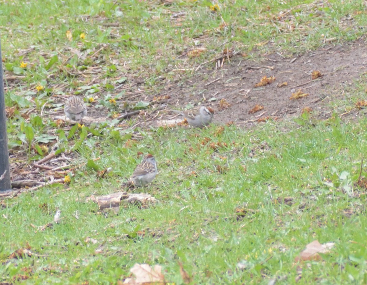 Chipping Sparrow - ML620041710