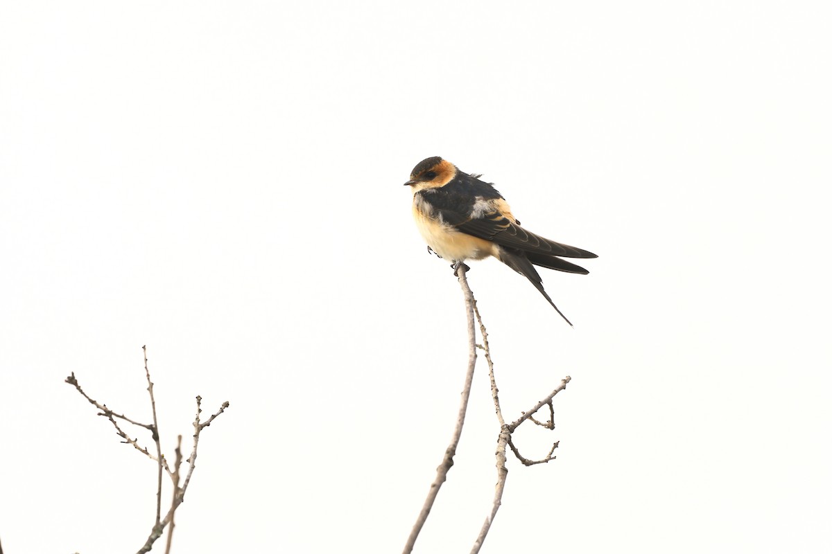 Red-rumped Swallow - ML620041711