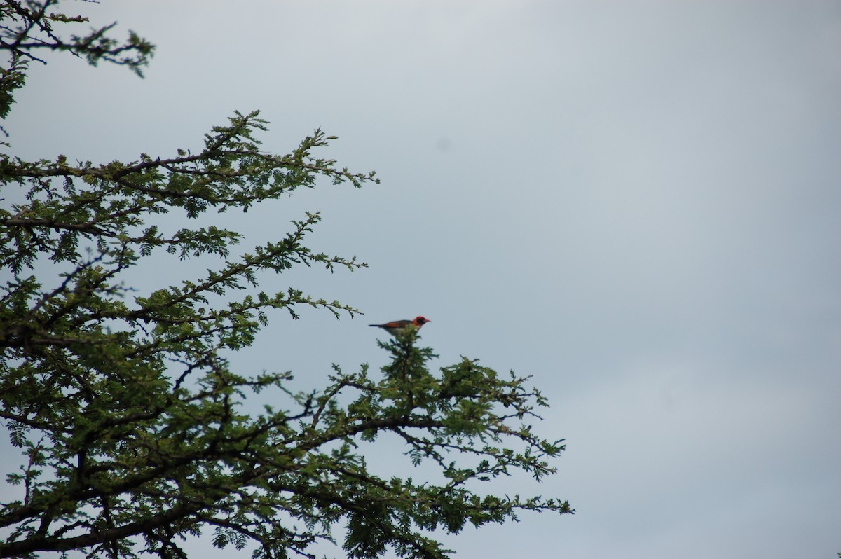 Red-headed Weaver - ML620041722