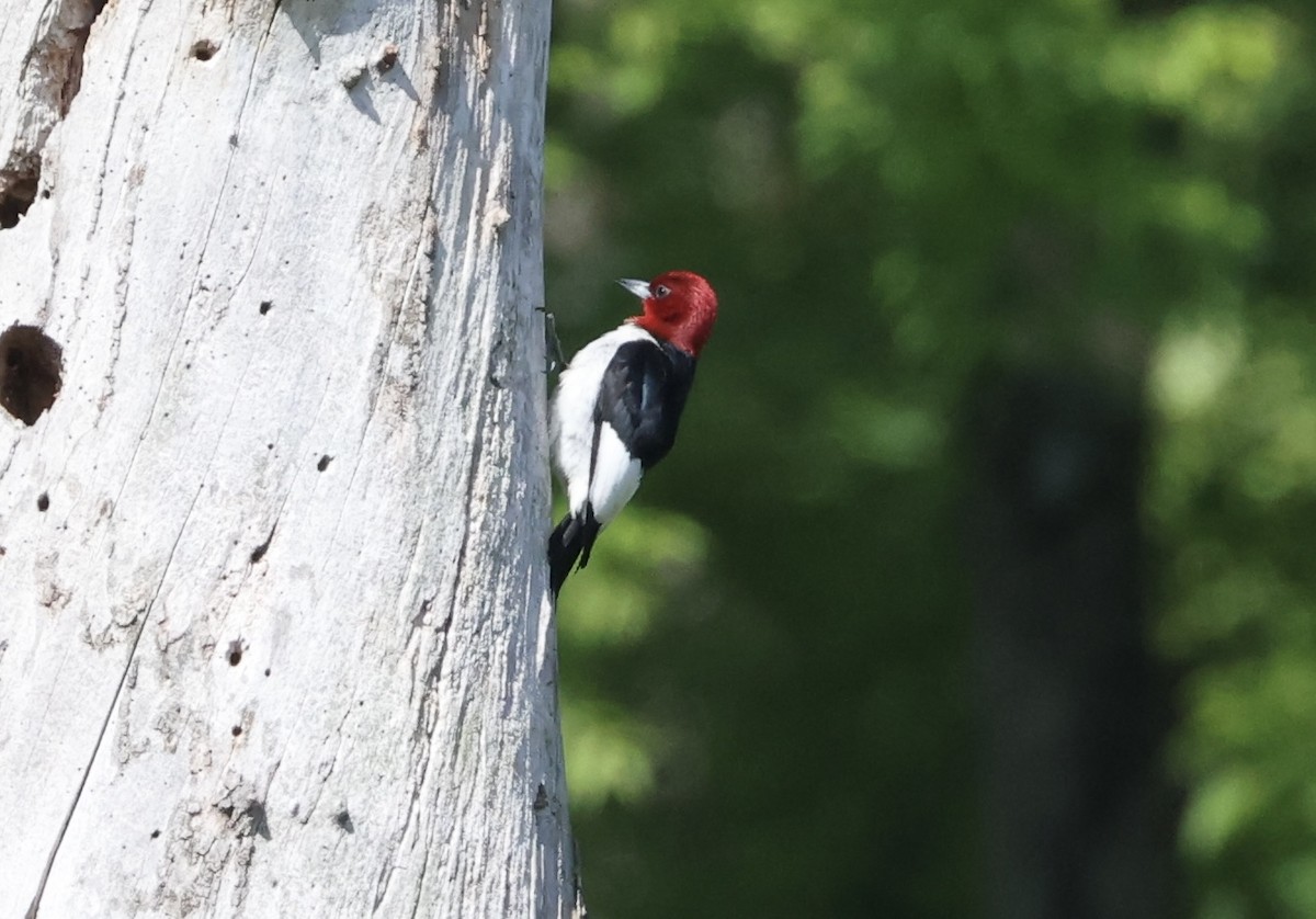 Red-headed Woodpecker - ML620041763