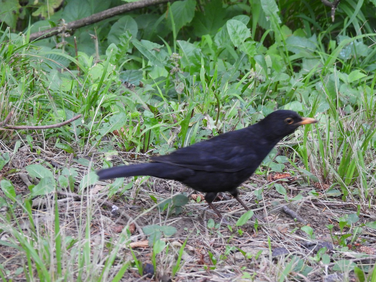 Eurasian Blackbird - ML620041769