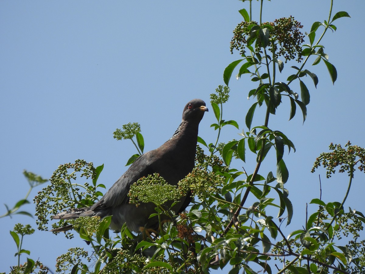 Band-tailed Pigeon - ML620041772