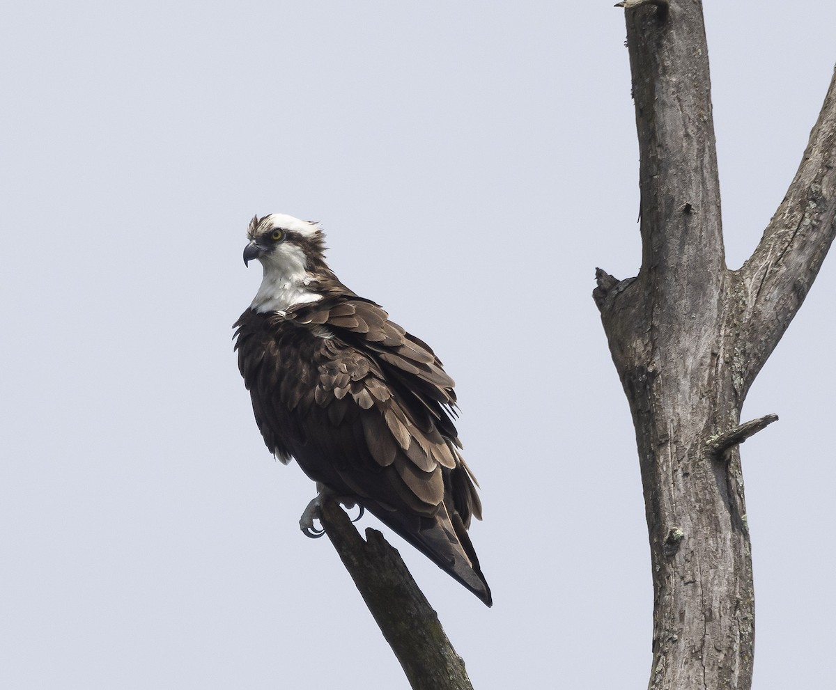 Águila Pescadora - ML620041784