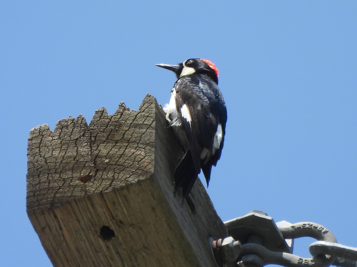 Acorn Woodpecker - ML620041802