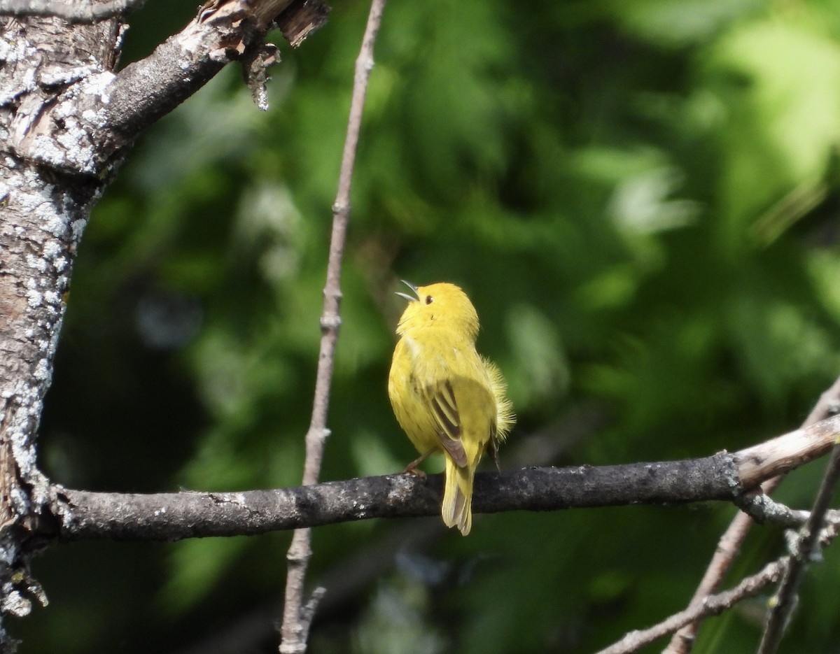 Yellow Warbler - ML620041818